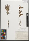 Foto von Salix starkeana Willd.